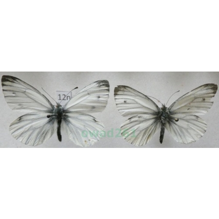 Pieris napi (Linnaeus, 1758) 2xmale Bielinek bytomkowiec Poland12n